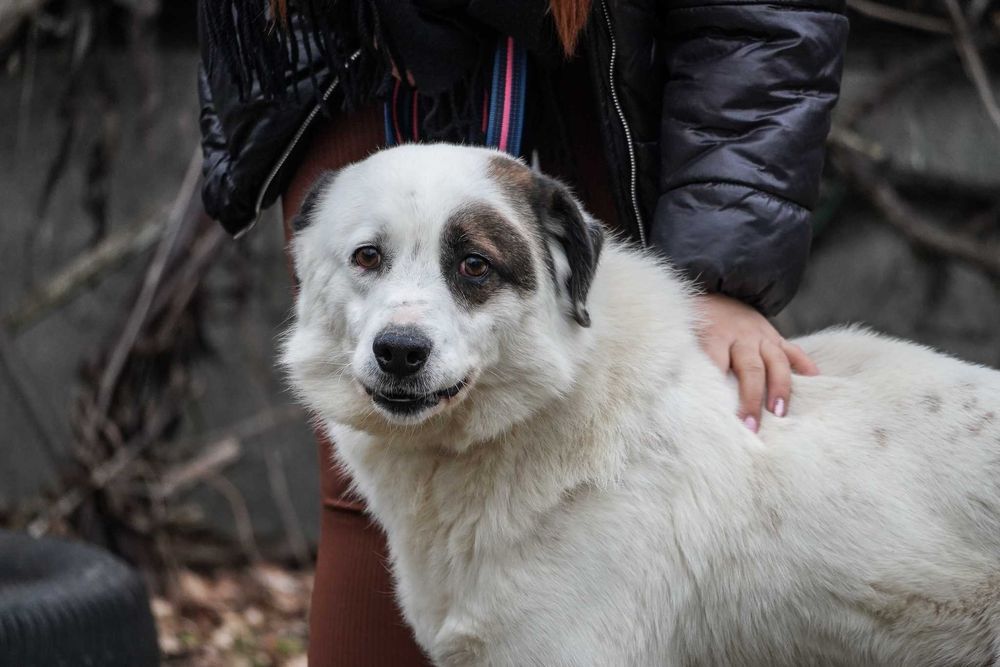 Liam - mega fajny pies