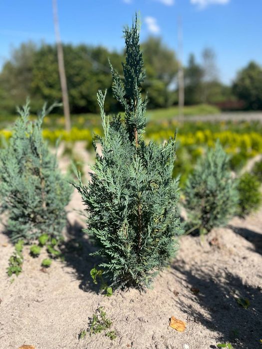 Смарагд туя колумна ауреа нана кипарисовик ялівець