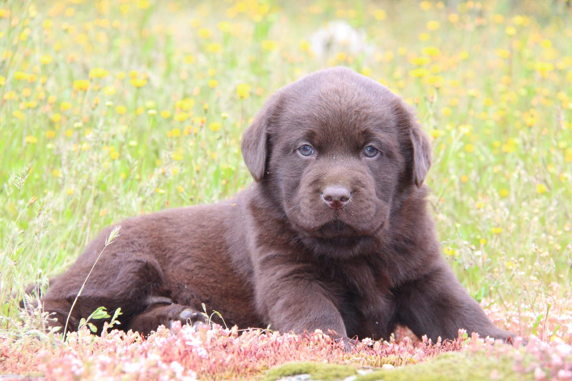 Cachorro Labrador Com Lop