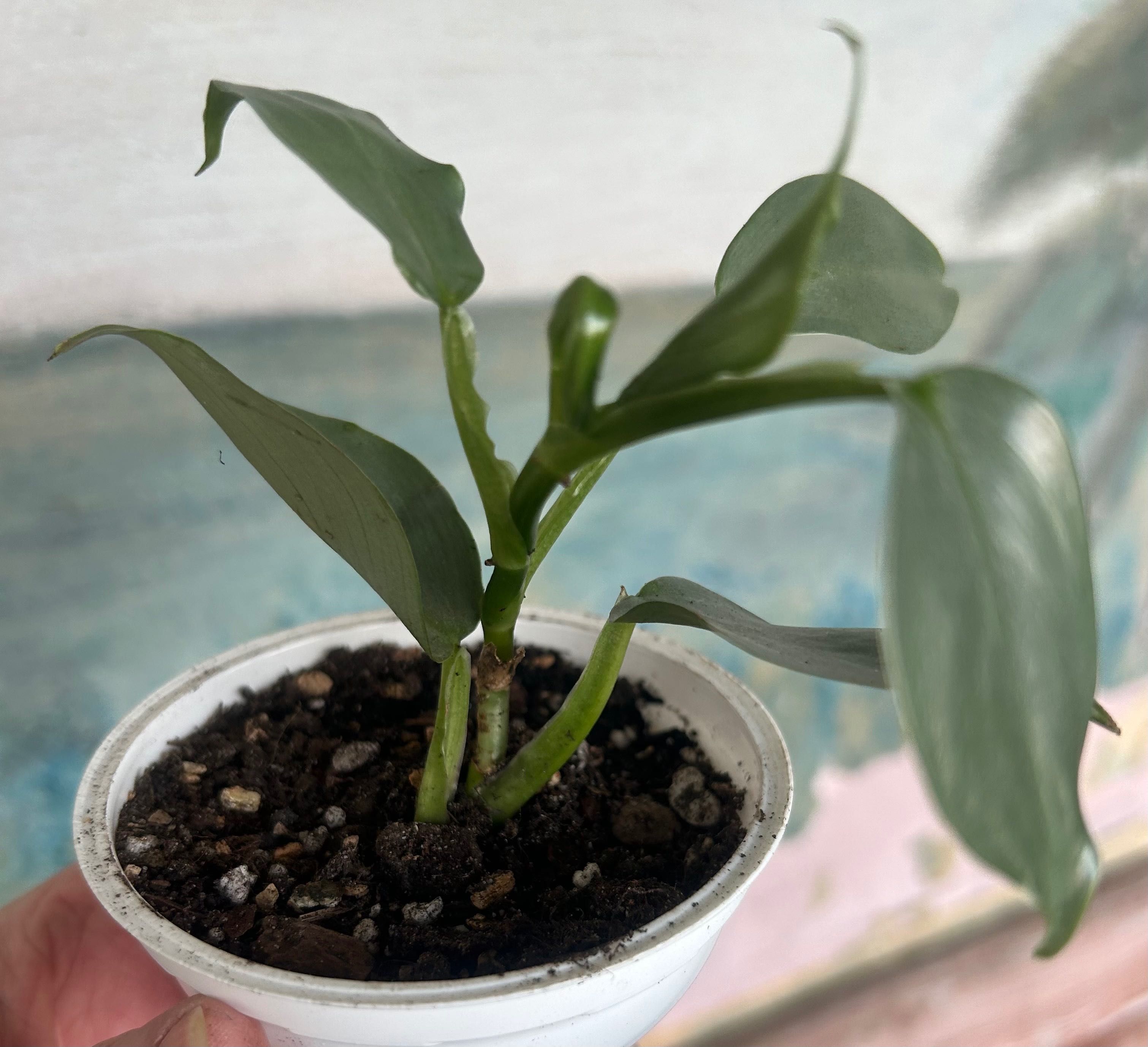 Philodendron Silver Qeen Hastatum filodendron srebrny