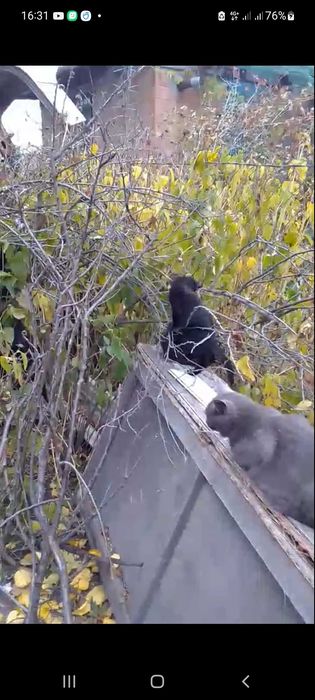 Котенок бесплатно