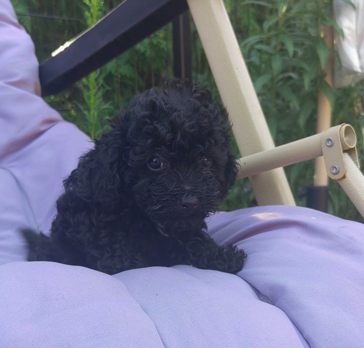 pudel miniaturowy czarny
