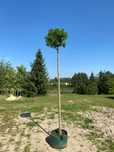 Dąb błotny GREEN DWARF 6-8 wysokość Pa 220 cm