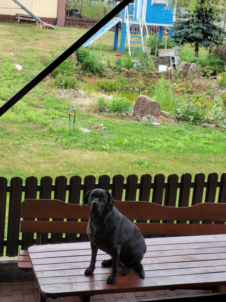 Pies labrador 2 letni