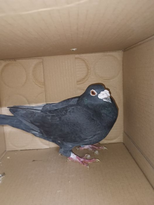 Pombos correios para venda devidamente anilhados com os respectivos ca