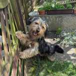 Oddam za darmo lub do adopcji