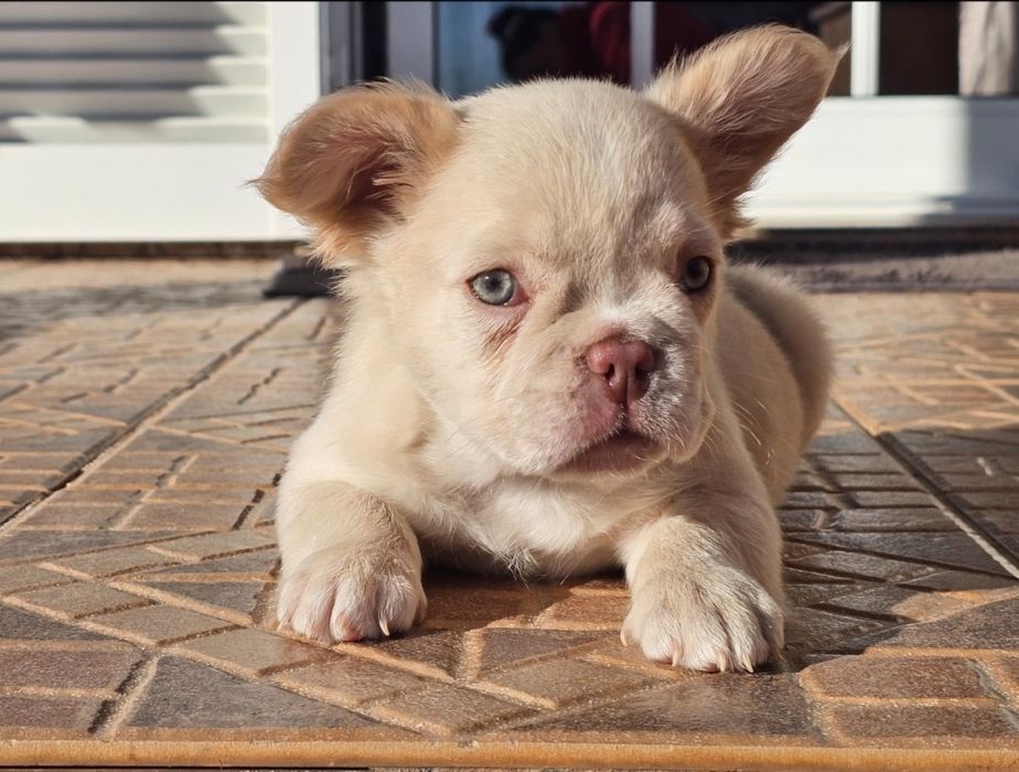 Bulldog Francês Fêmea Fluffy