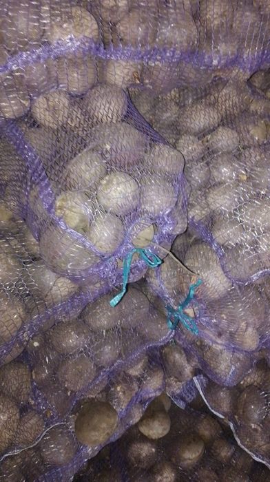 Місто Ніжин! Буряк, морква по 9 грн за кілограм