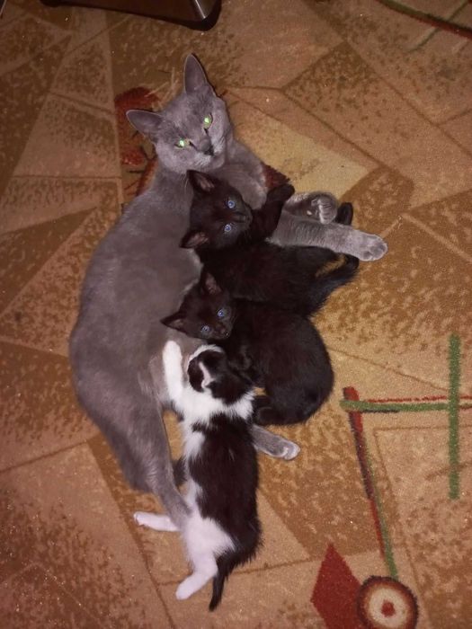 Безкоштовно котики в добрі руки