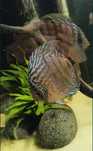 Discus Heckel cross 3cm