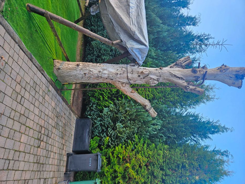 Drzewo Orzech Włoski