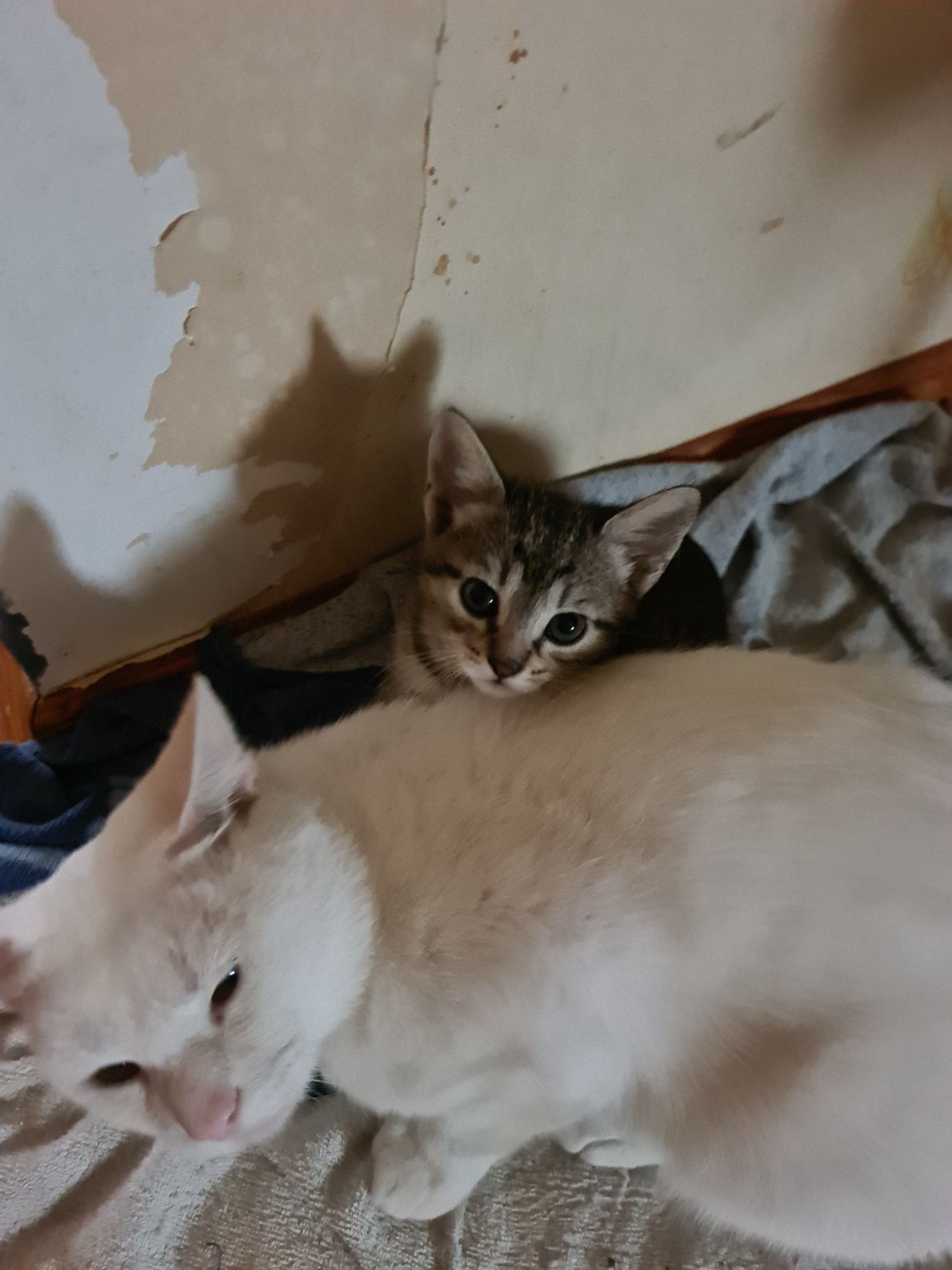 Котинята 2 весловухі