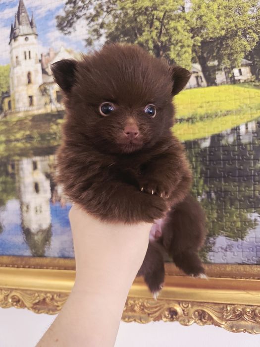 Szpic miniaturowy pomeranian