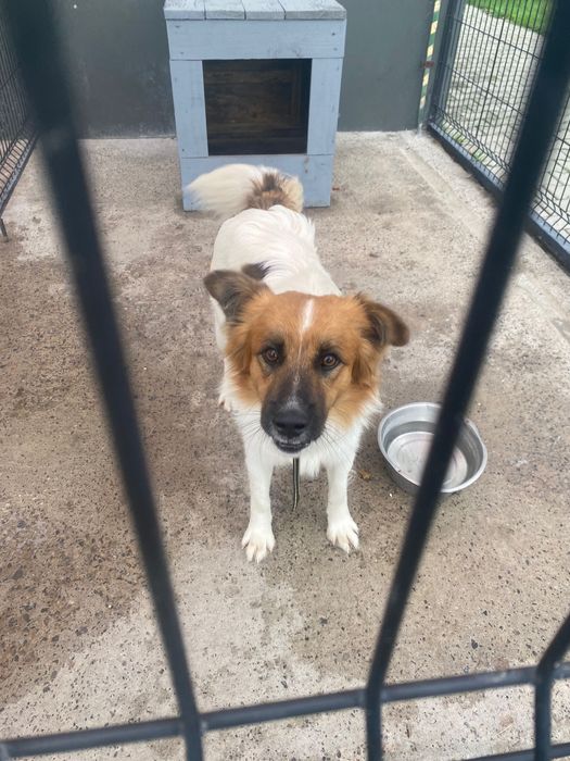 Te psiaki czekają na domy tymczasowe - pomóż!