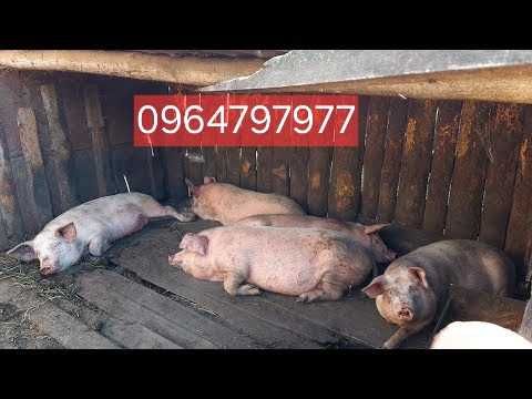 Свинина напродаж