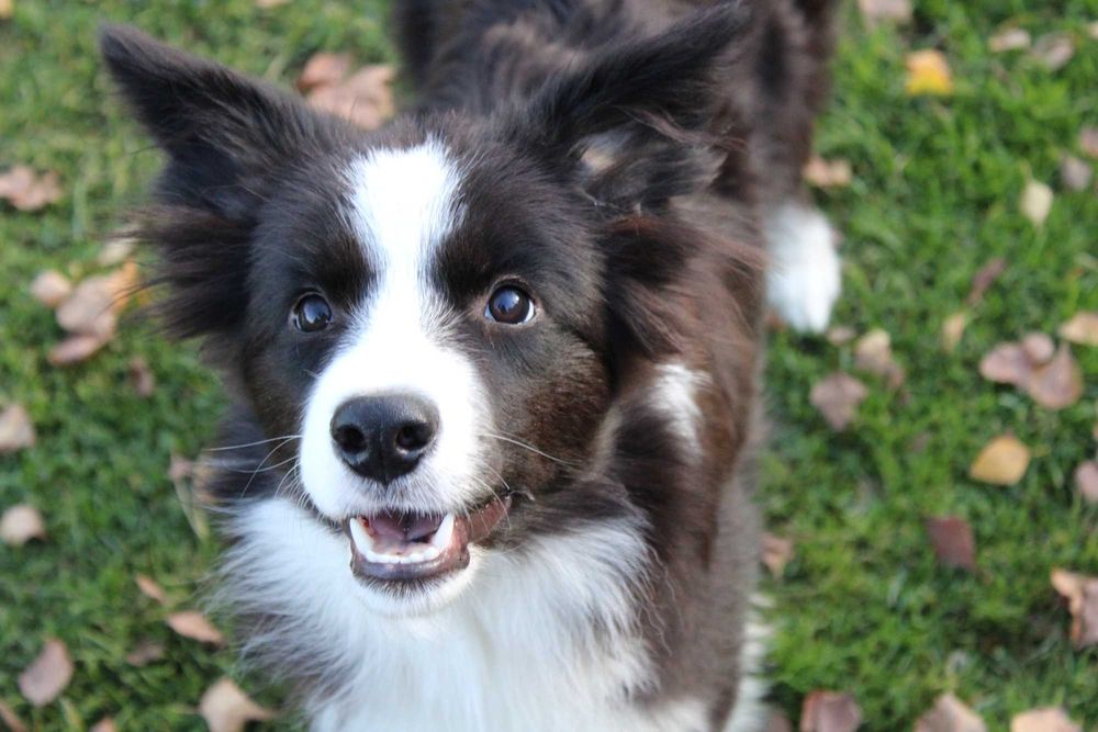 Border collie śliczny chłopczyk NERO - ZKwP - gotowy do zmiany domu