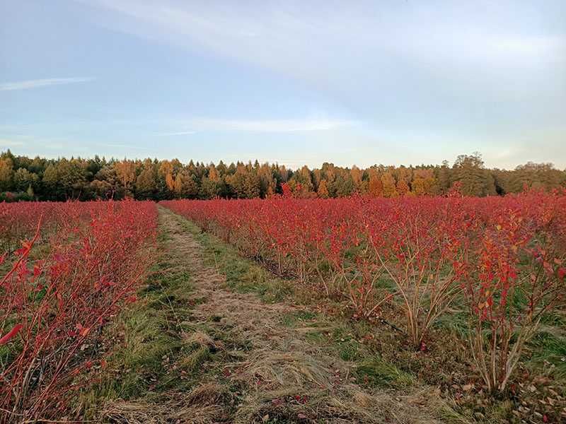 Plantacja borówki amerykańskiej