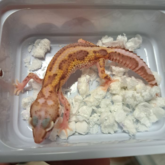 Gekon lamparci w sklepie zoologicznym Gruby Kocur