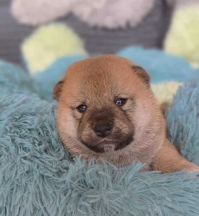 Shiba Inu-śliczna sunia FCI