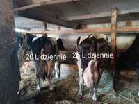 Likwidacja stada krów mlecznych