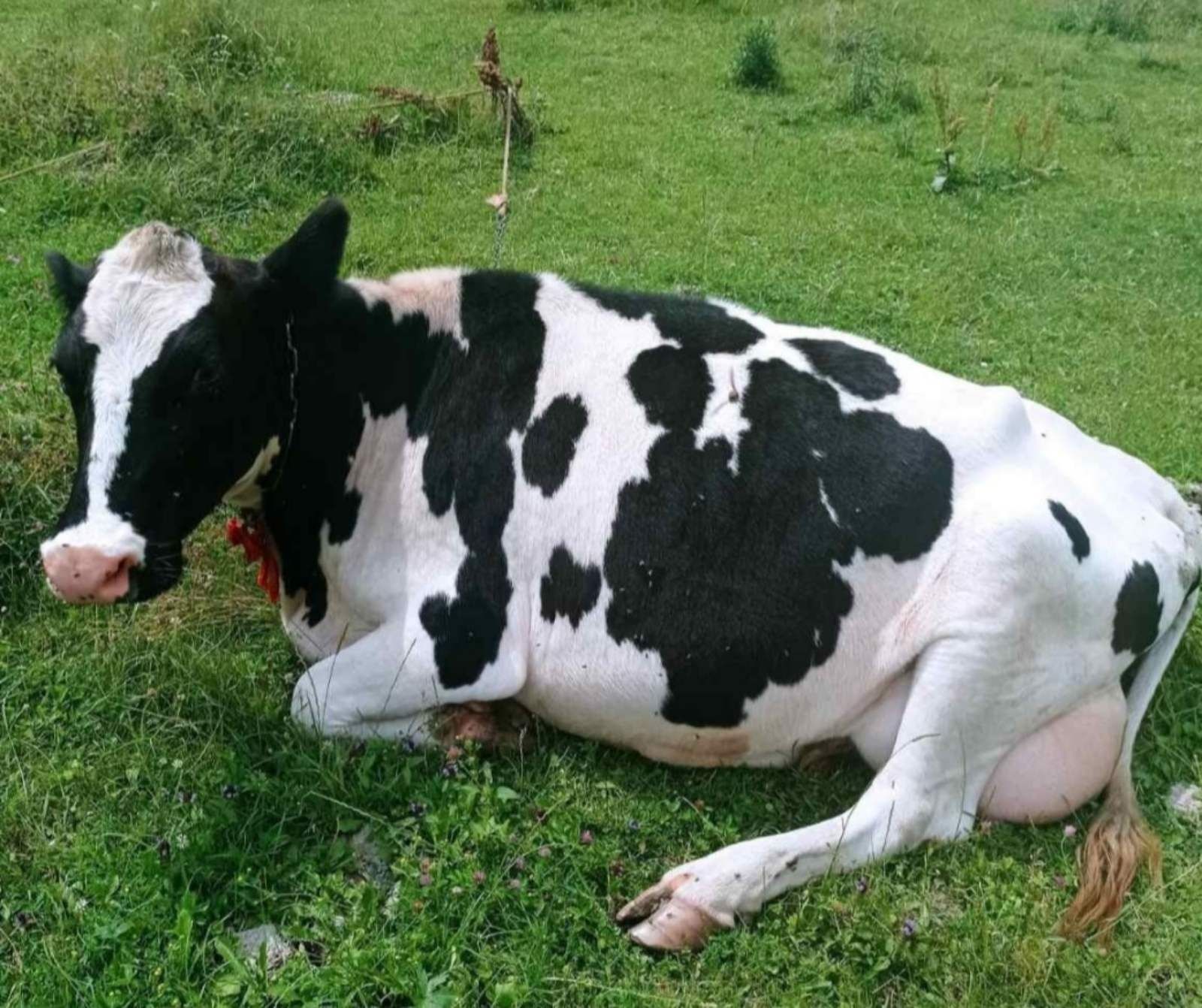 Продам добру корову