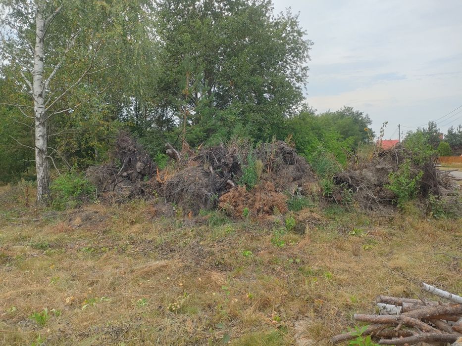 Oddam za darmo korzenie