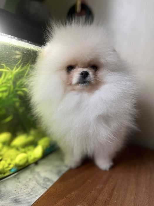 Лагідна дівчинка шпиць