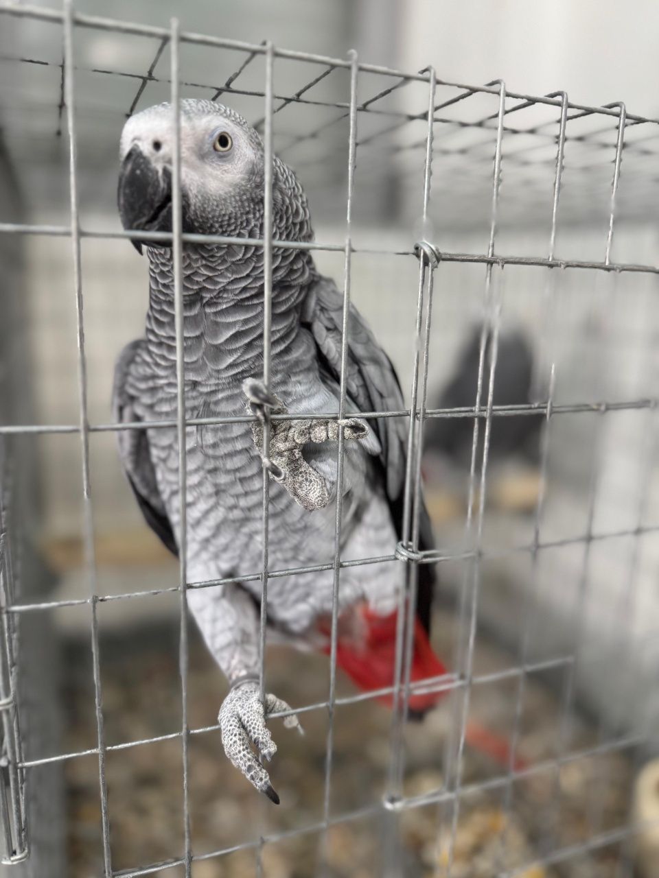 Casal de cinzentos Adulto