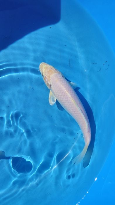 Carpas koi 10 a 18cm