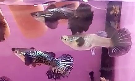 Rasowy gupik Blue dumbo half moon snakeskin