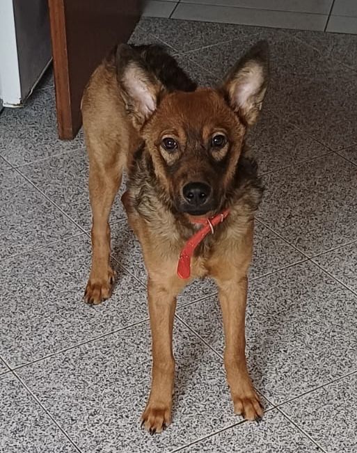 Nina, cadelinha com 6 meses para adoção responsável