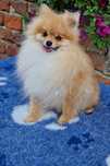 Sprzedam pieska szpic miniaturowy pomeranian