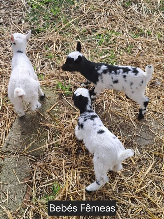 Cabras Micro-Anãs Bebés