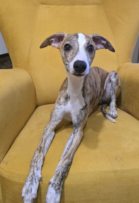 Chart angielski whippet samiec