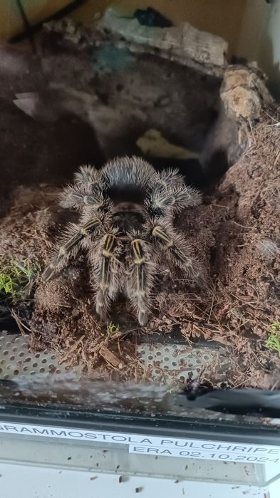 Ptasznik złotokolanowy (grammostola pulchripes) Samiec