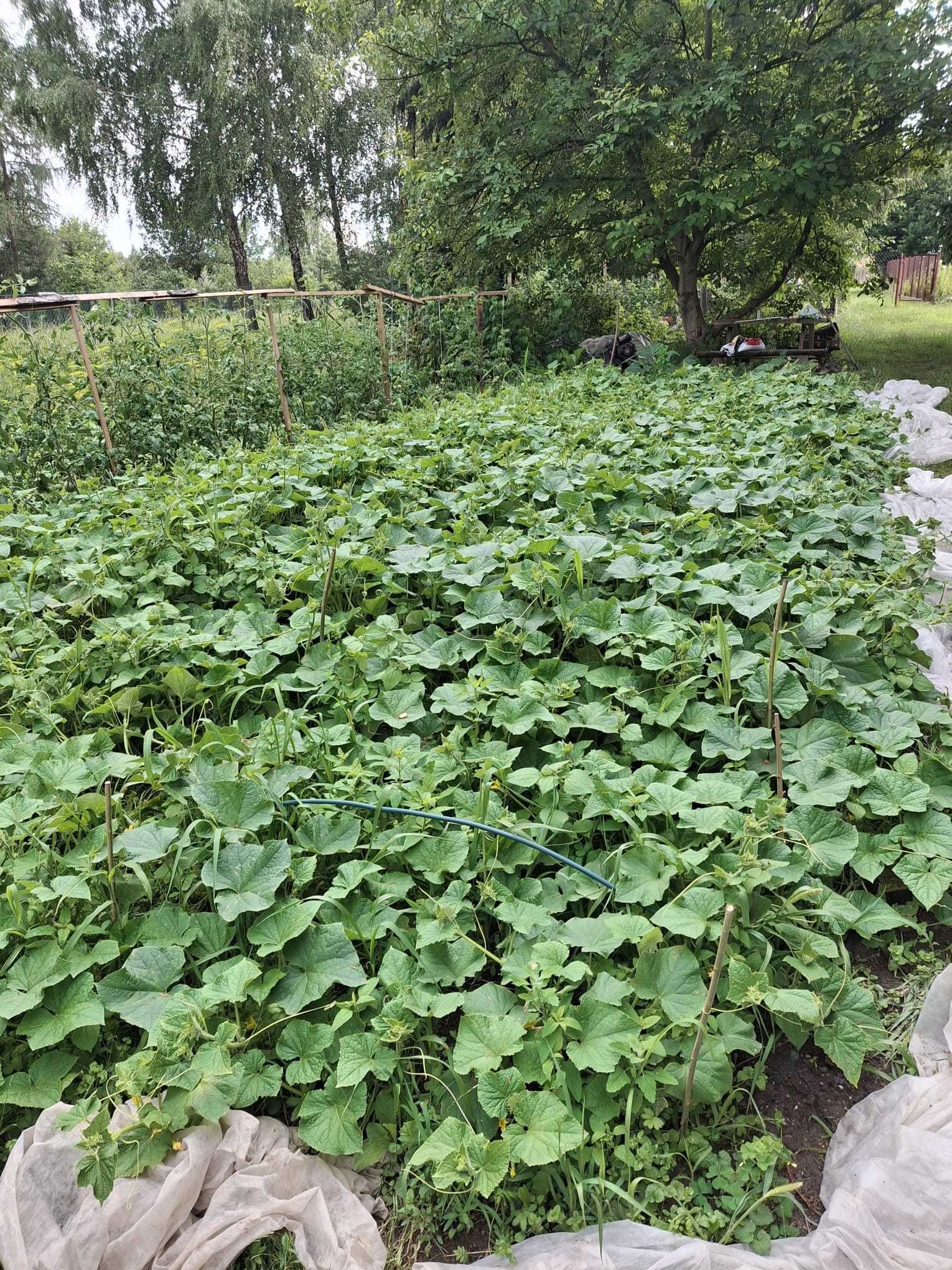 Ogórki kiszone z tegorocznego zbioru