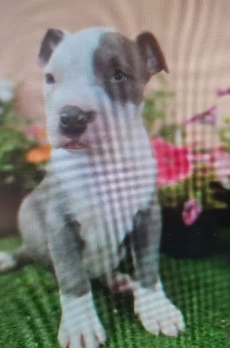 American stafforshire