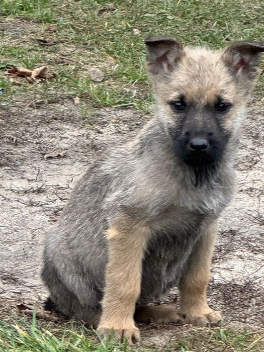 Owczarki belgiski/niemiecki