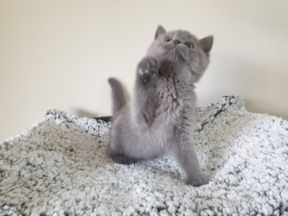 Macho scottish straight