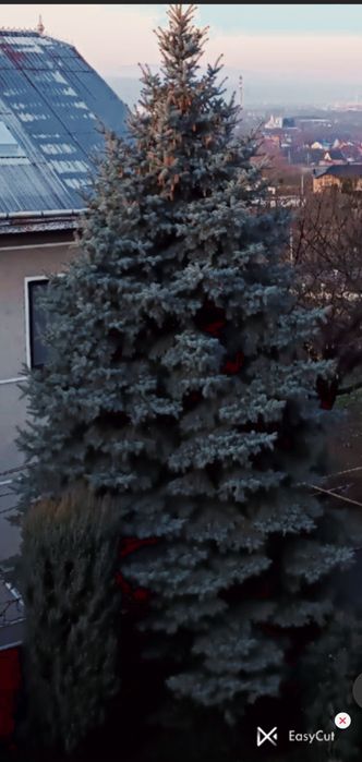 Велика жива ялинка 10–12 м для новорічних свят, ярмарків, закладів
