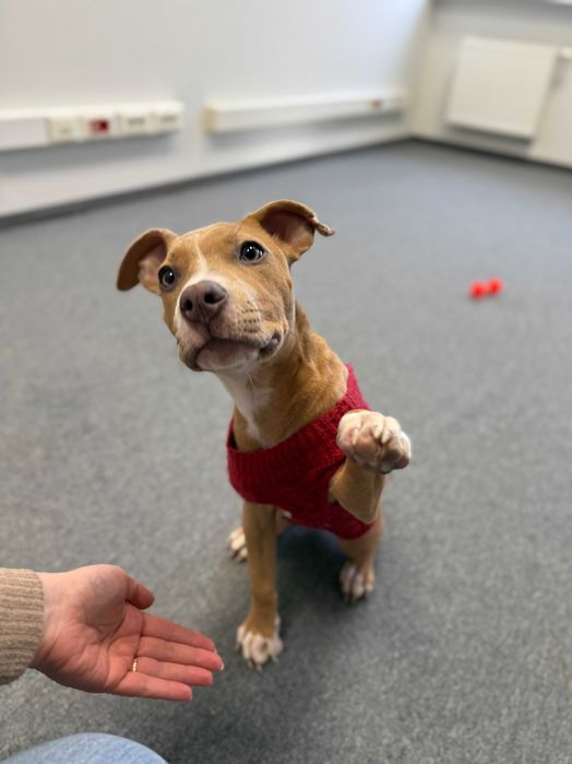 Carmen - suczka w typie rasy pitbull szuka domu tymczasowego!