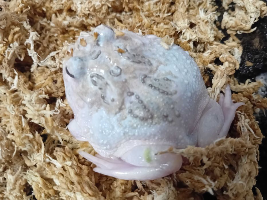 Żaby rogate odmiany barwne