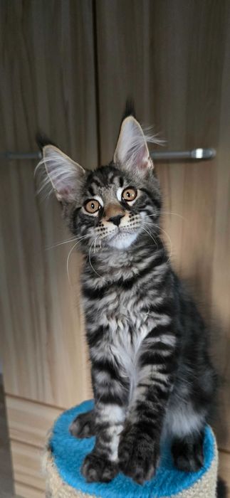 Maine Coon przepiękny klasyk