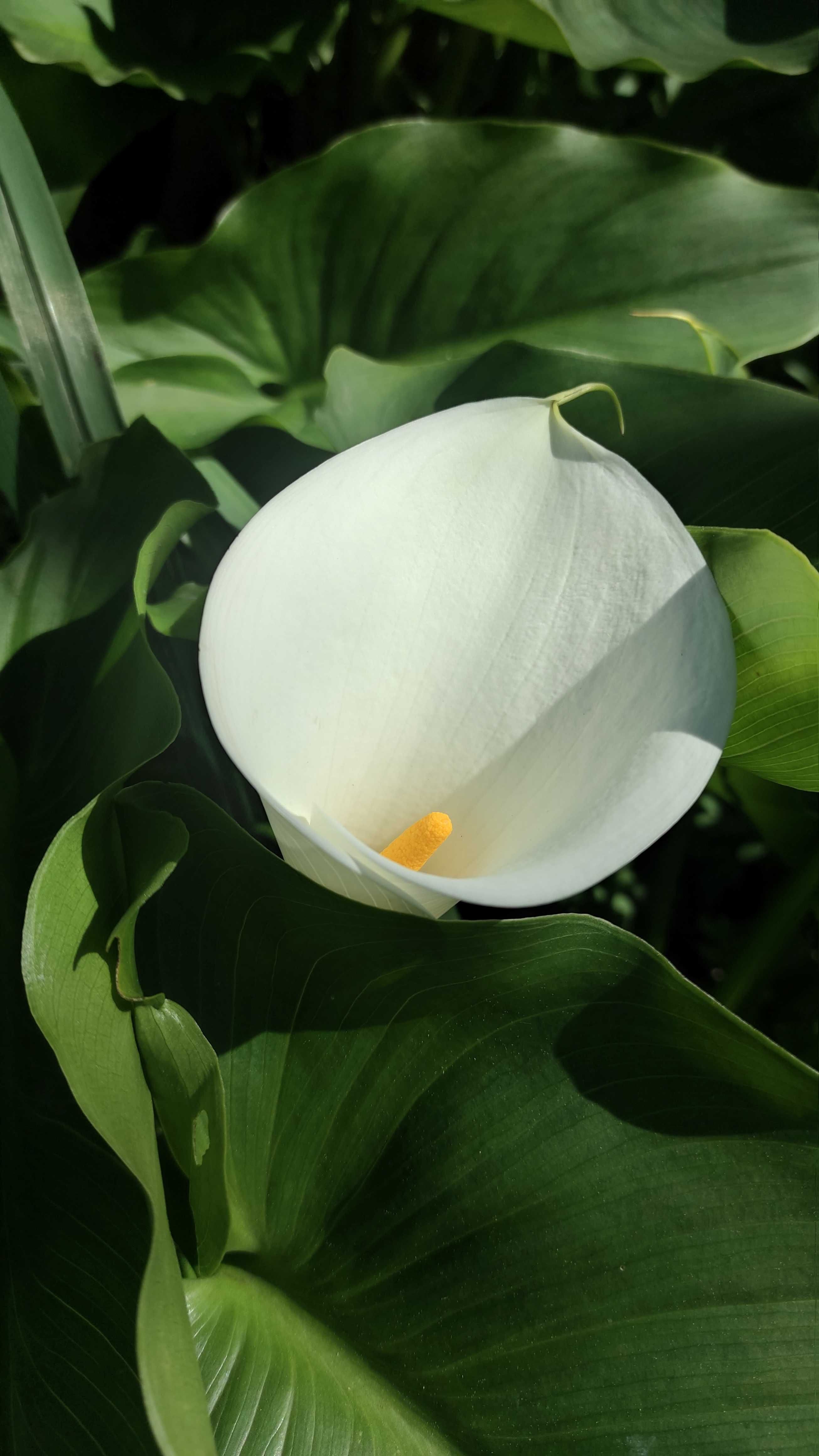 Jarro, Copo-de-Leite, Lírio Calla - flor de corte ou planta com raiz