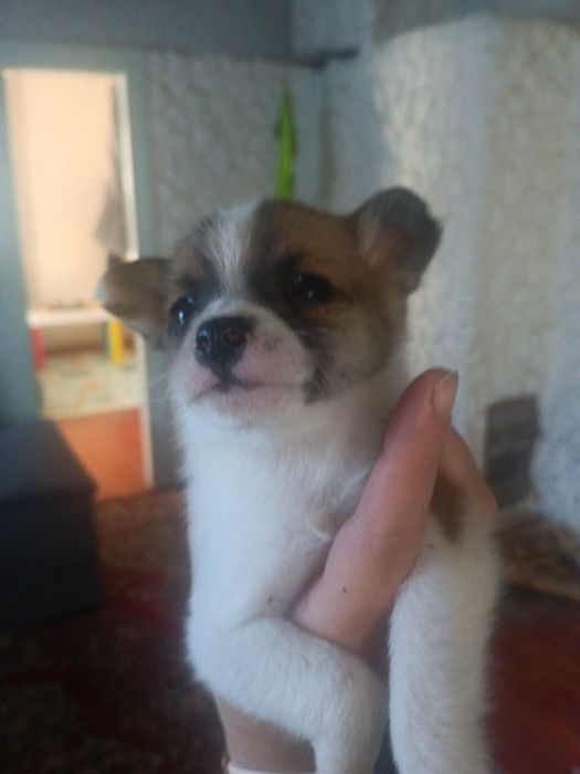 Щенята чіахуа віддам в добрі руки