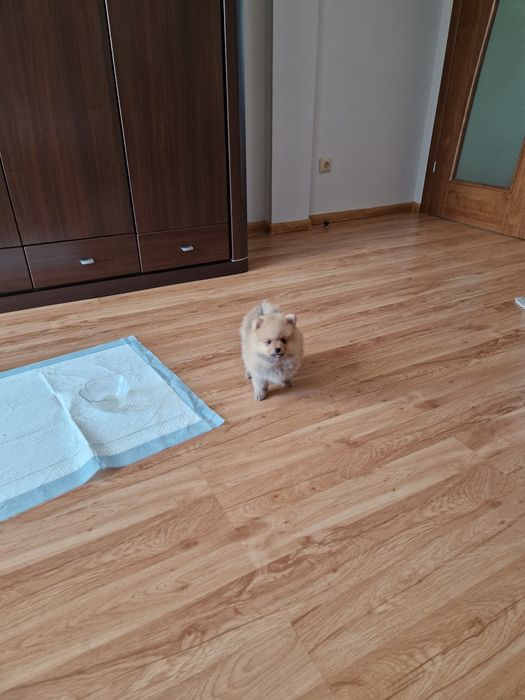Miniaturowy PUCHATY Szpic