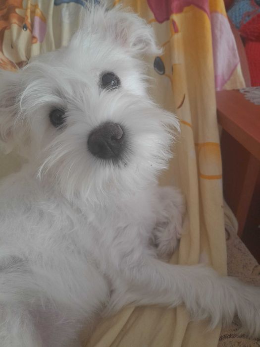 samczyk sznaucer miniaturowy biały