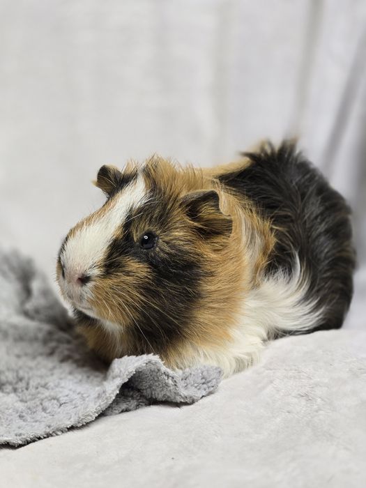 Морские свинки разных пород