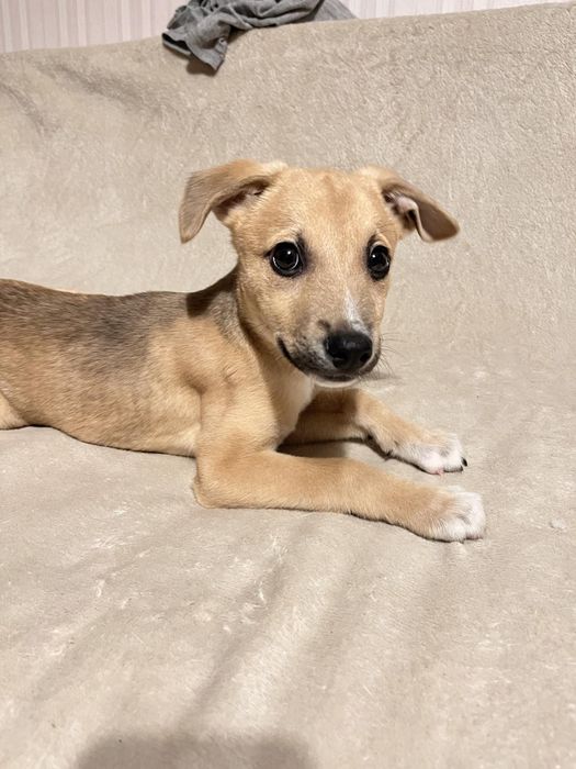 Хлопчик, дуже лагідний, орієнтований на людину в пошуках родини