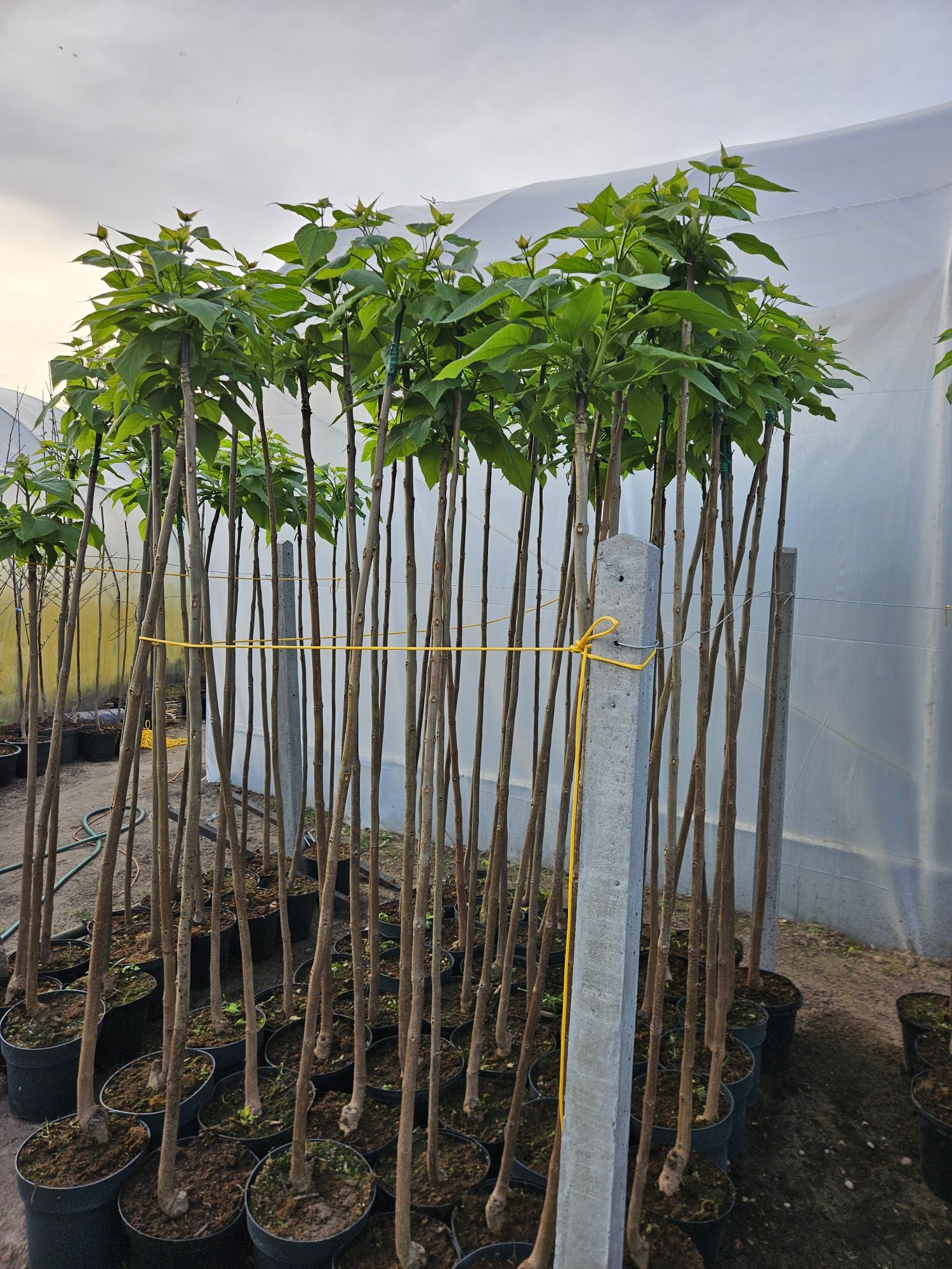Katalpa Catalpa Nana 150cm-240cm